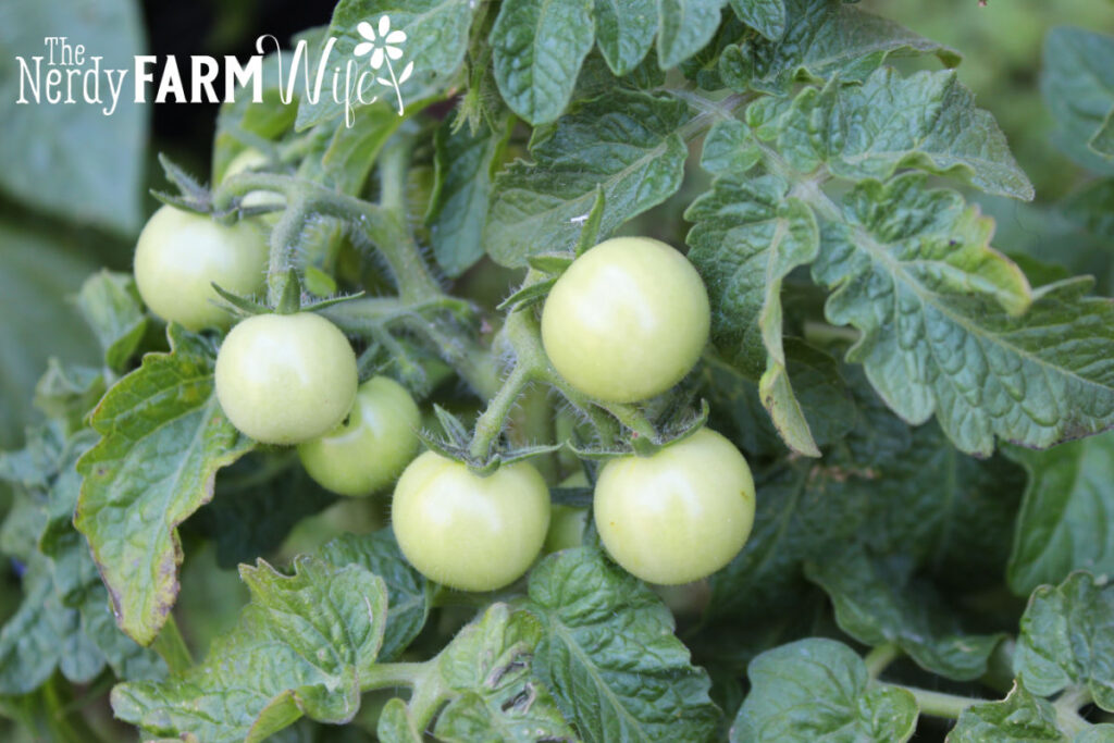 green tomatoes on the plant