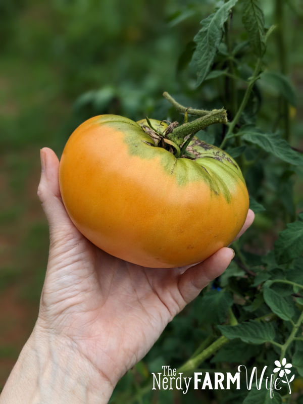 large orange tomato held in a hand