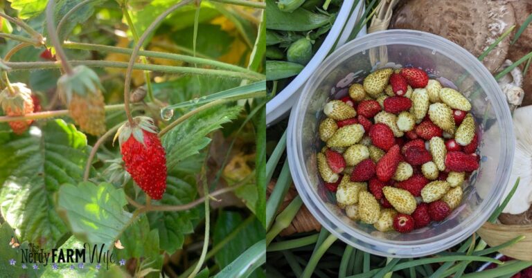 fresh alpine strawberries on the plant and harvested