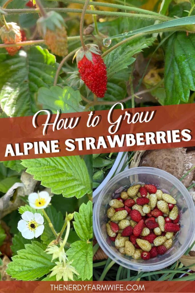How to grow alpine strawberries
