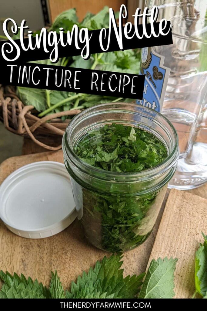 fresh nettle leaves and a stinging nettle tincture in progress