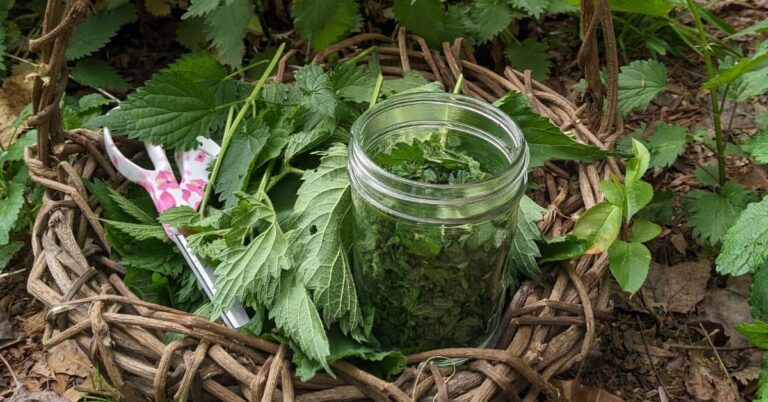 Fresh nettle leaves in a handmade vine basket and a jar of chopped stinging nettle leaves