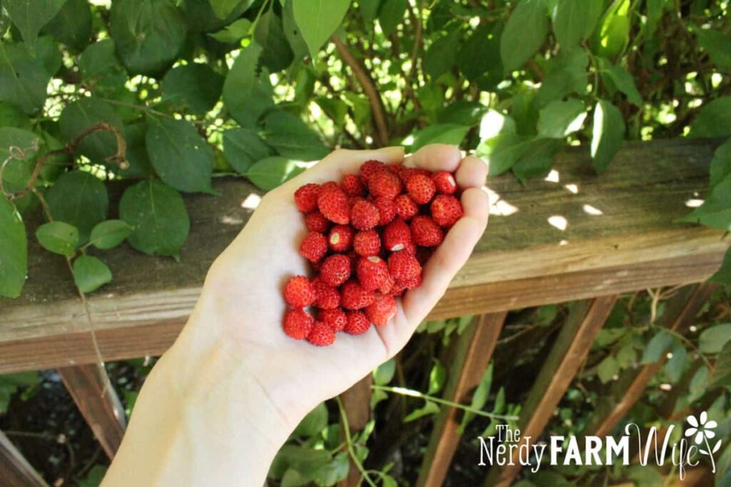 How to grow alpine strawberries