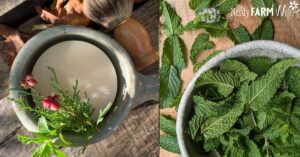 Round bar of soap in cup with shave brush and green sprigs on the left with a bowl of fresh mint leaves on the right