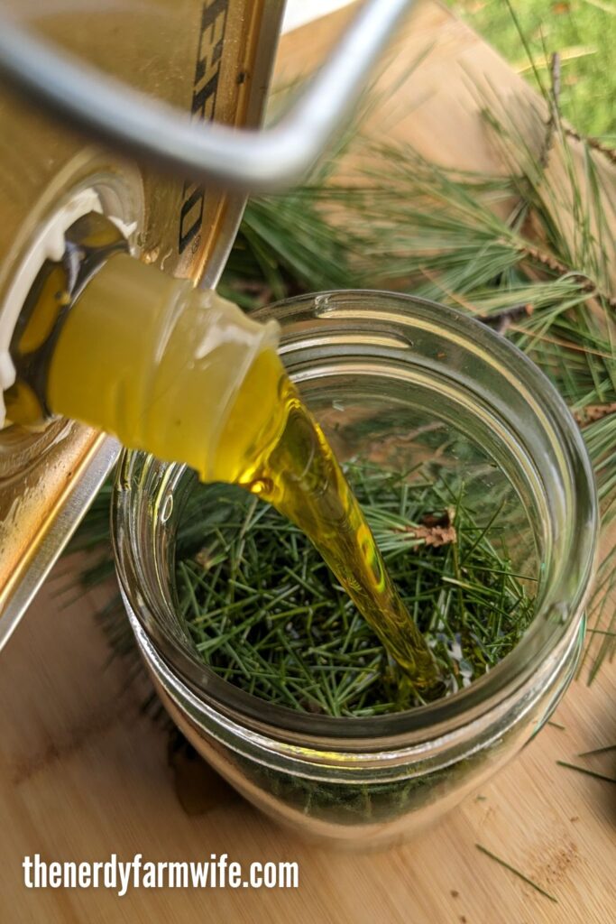 pouring olive oil into a jar of chopped pine needles