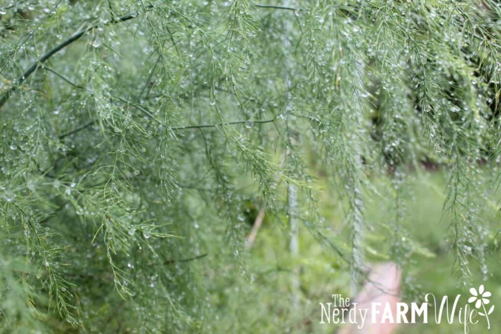 large asparagus ferns covered with raindrops