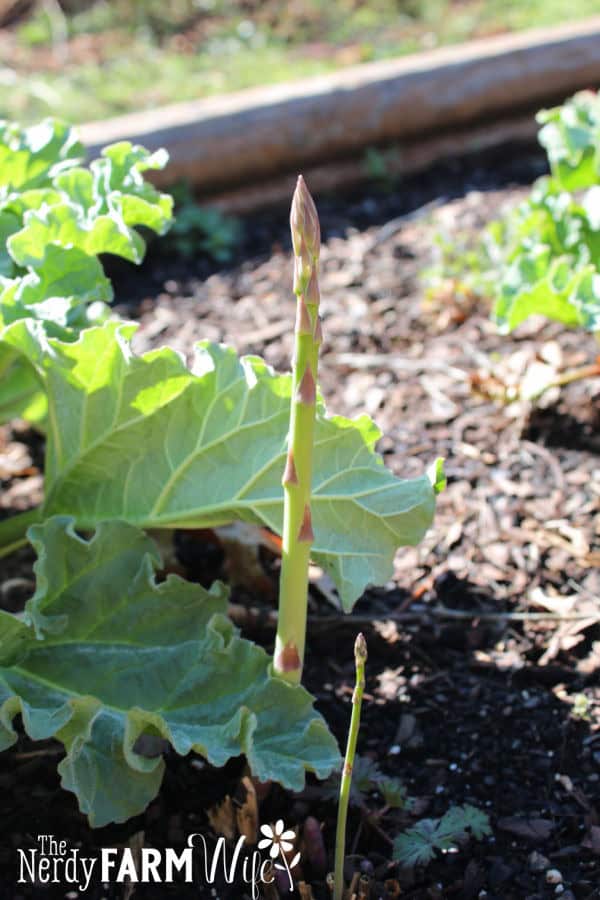 young new asparagus spears
