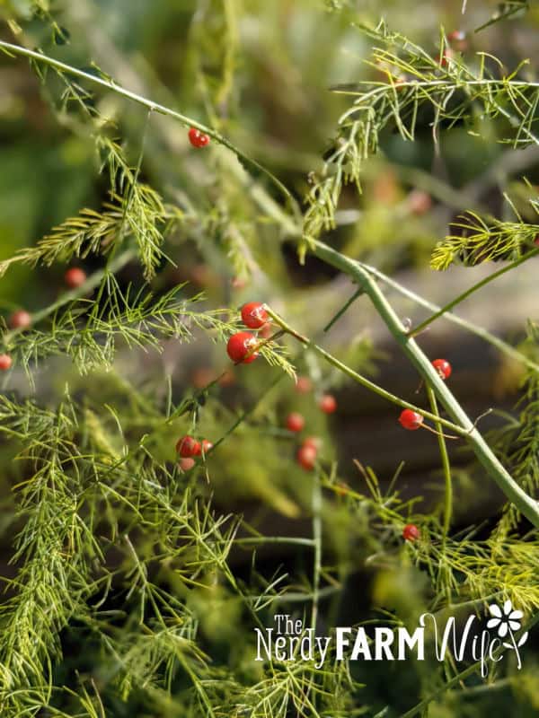 berries on asparagus plants