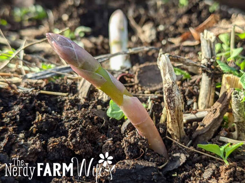 very young asparagus spear coming from soil