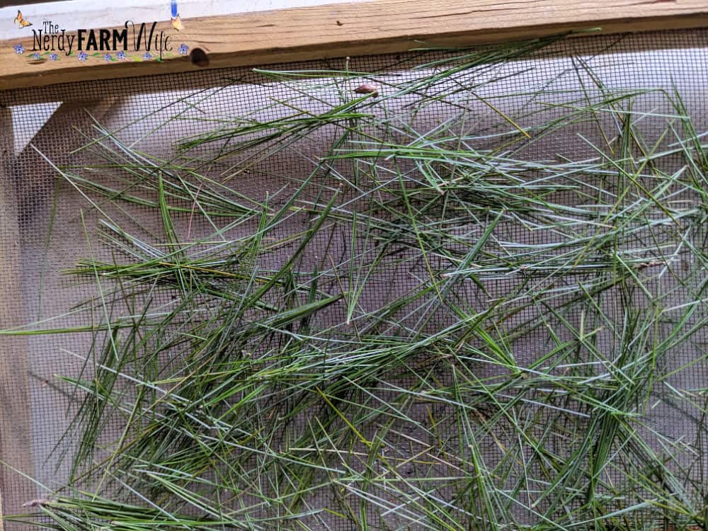 pine needles drying on a screen