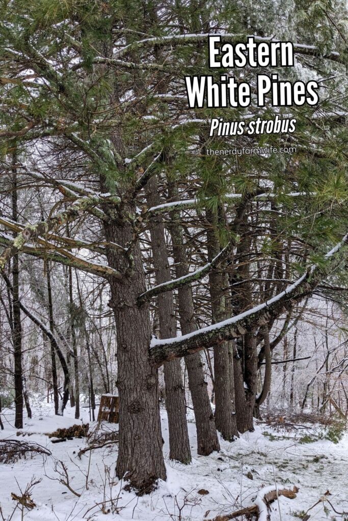 row of white pine trees in the snow