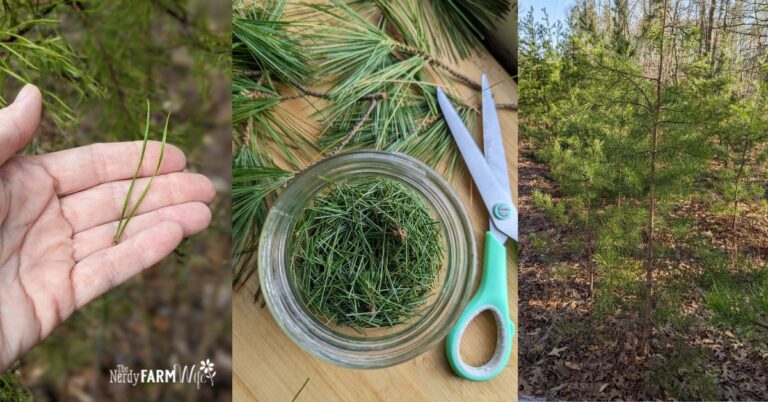 pine needle closeup, chopped in a jar, and pine trees growing outdoors