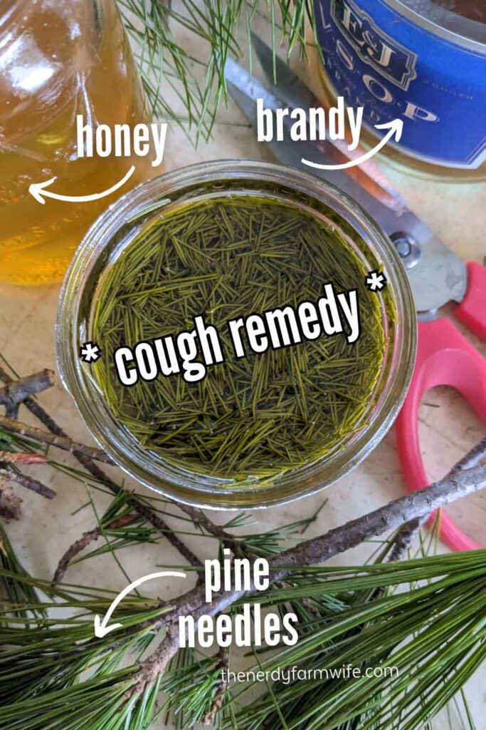 honey, brandy, pine needles, and jar of homemade cough remedy