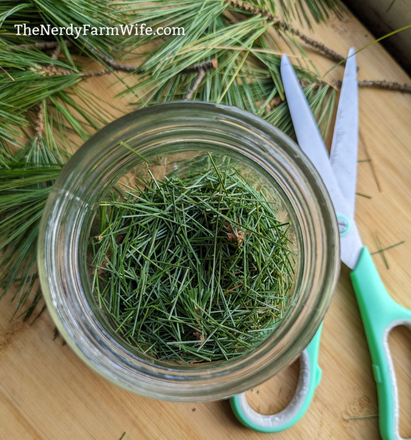 jar of pine needles being snipped into smaller pieces