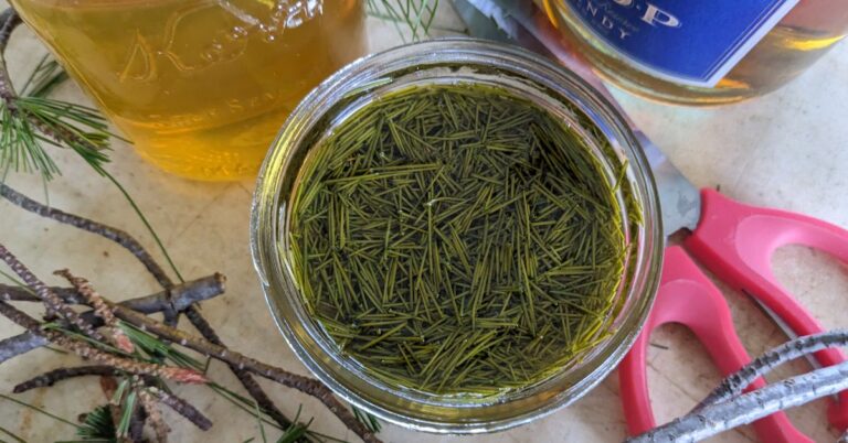 jar of honey and pine needle elixir natural remedy