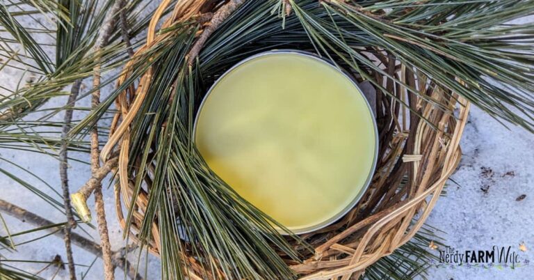 tin of pine needle salve on a snowy surface with pine needles