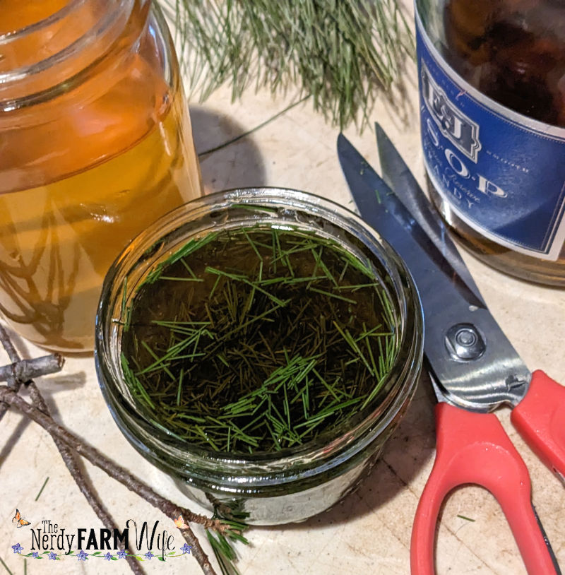 pine needle elixir
