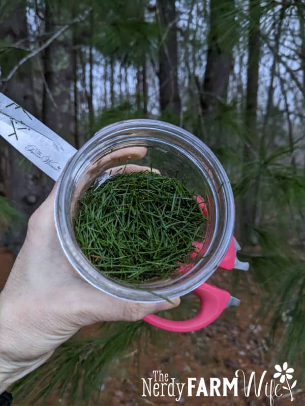 chopped pine needles in glass mason jar, held by a hand also holding scissors