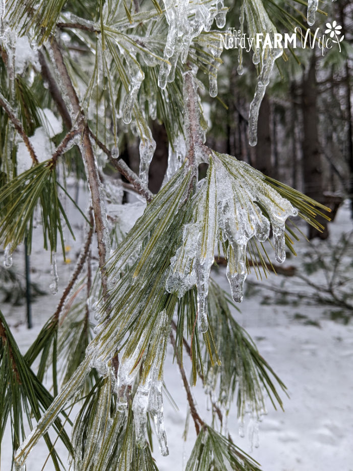 ice on pine needles in winter