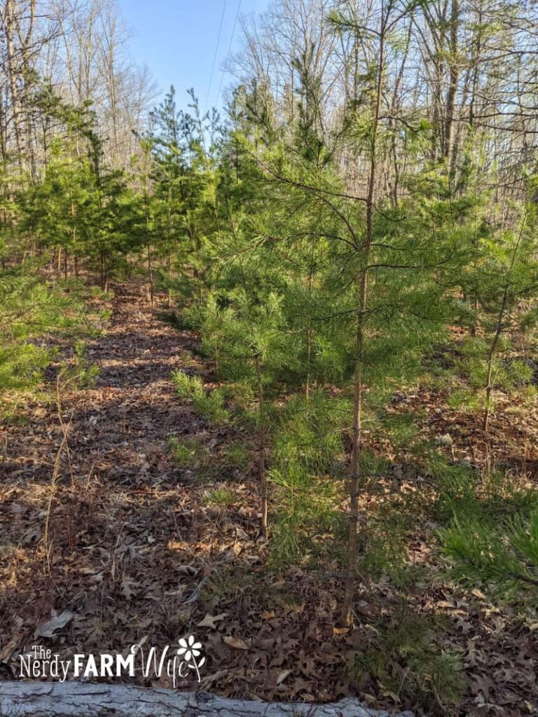 young pine trees growing under a power line