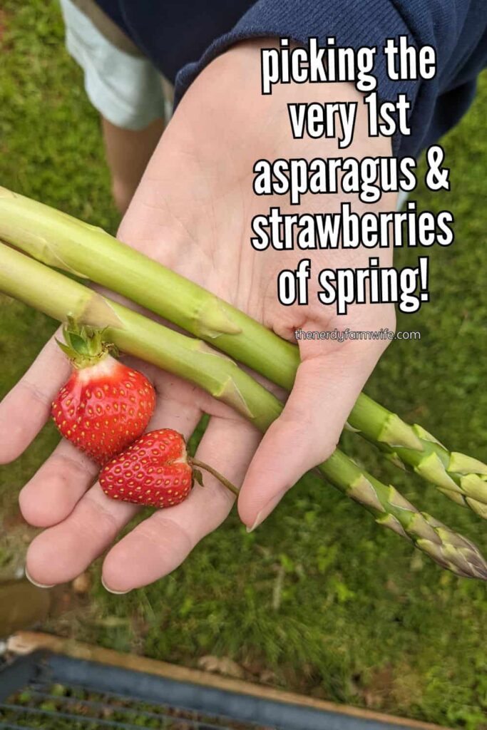 woman's hand holding freshly picked spring strawberries and asparagus spears