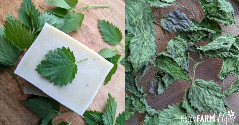 a bar of soap with fresh nettle leaves and dried nettle leaves on a screen