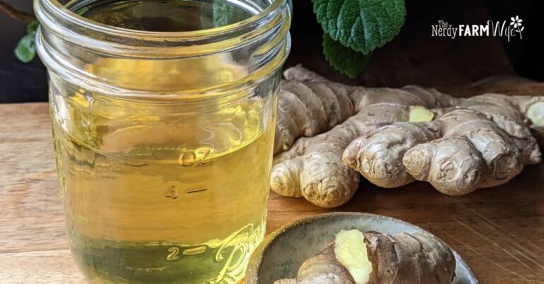 a jar of homemade ginger tincture surrounded by fresh ginger root pieces