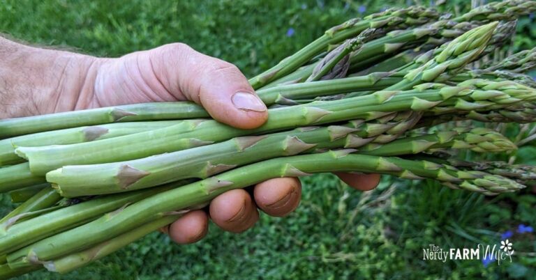 man's hand holding a bunch of homegrown asparagus spears