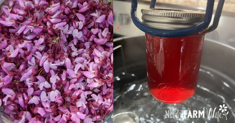 close-up of picked redbud flowers and jar of jelly being lifted from boiling water