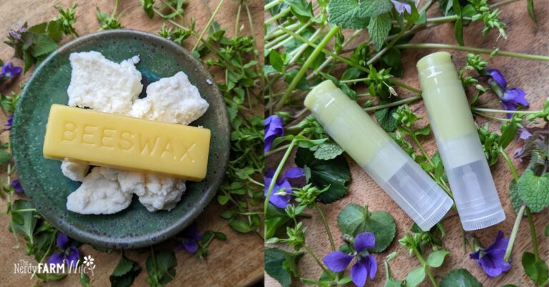 plate with mango butter and beeswax, with spring weeds lip balm tubes