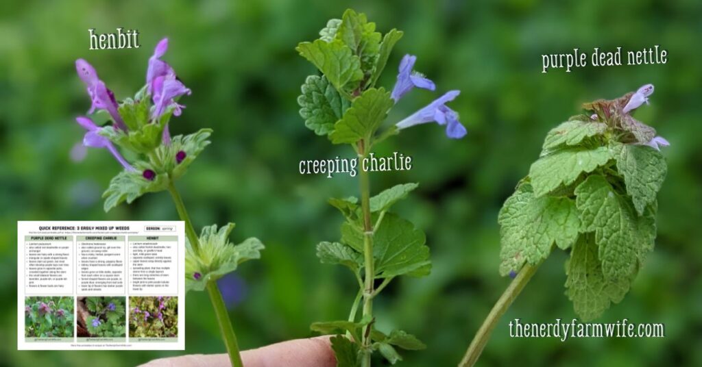 henbit, creeping charlie, and purple dead nettle flowers side by side comparison