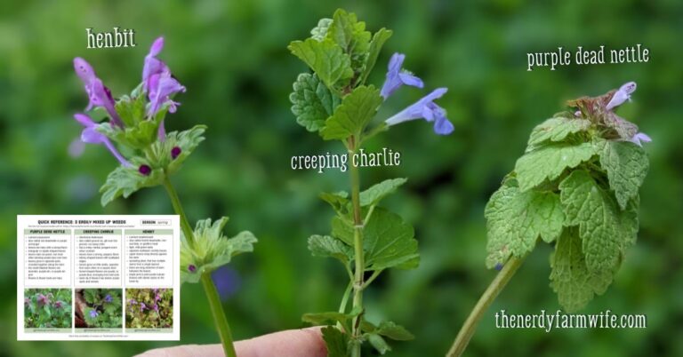 henbit, creeping charlie, and purple dead nettle flowers side by side comparison