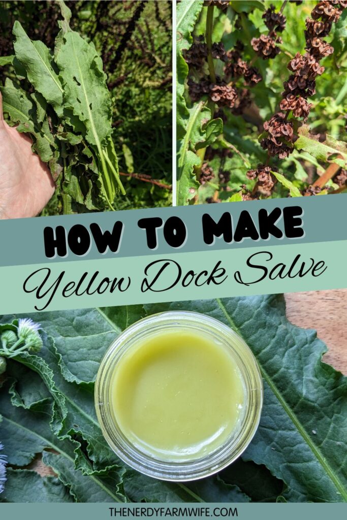 yellow dock or rumex crispus leaves, seeds, and salve