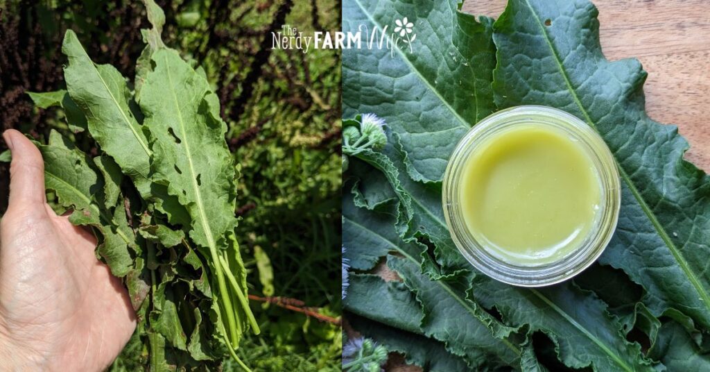 yellow dock or curly dock leaves and salve