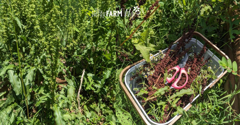yellow dock with green seeds, then collecting mature seeds and later season leaves