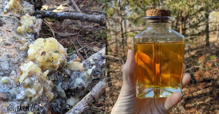 Raw pine resin on a fallen tree, and a bottle of infused pine resin oil being held by a hand in front of some pine trees.