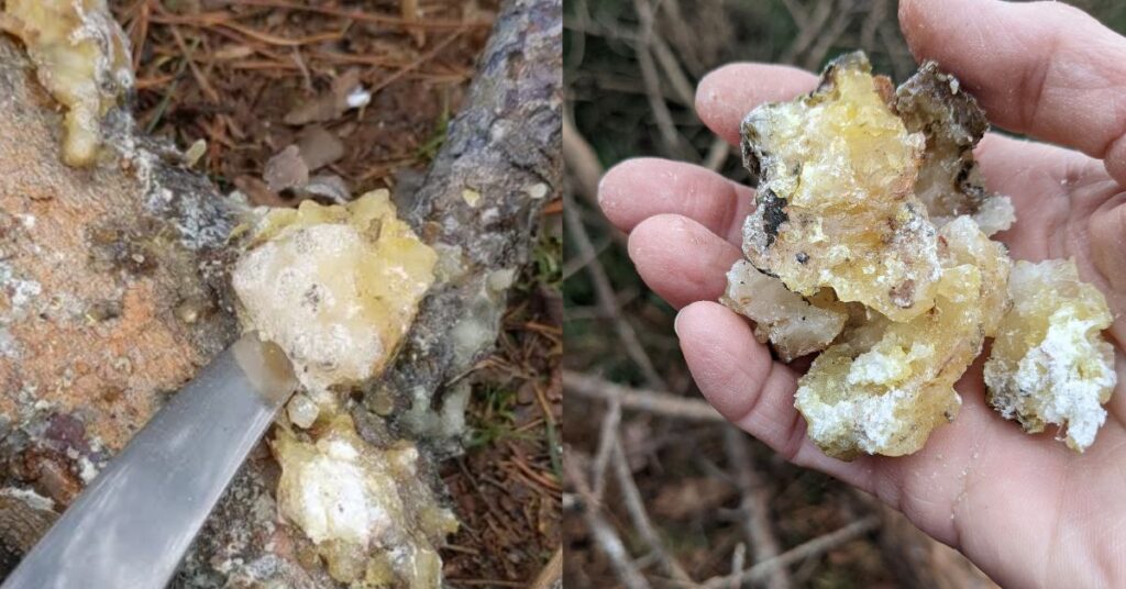Glob of pine resin being lifted with a butter knife, and a handful of pine resin
