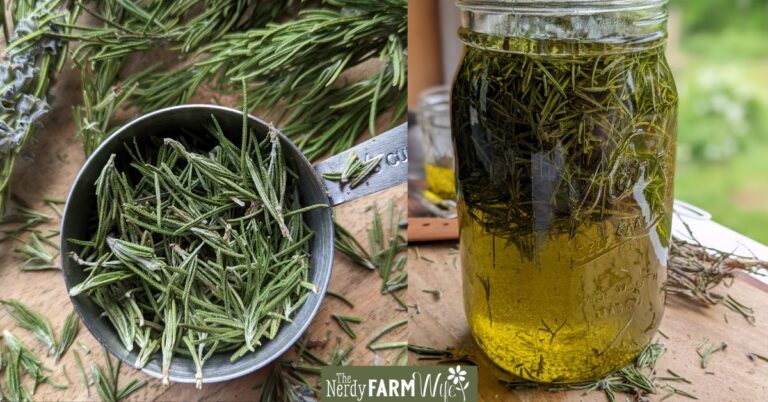 two images, one of rosemary in a measuring cup, the other of a jar filled with rosemary and oil.