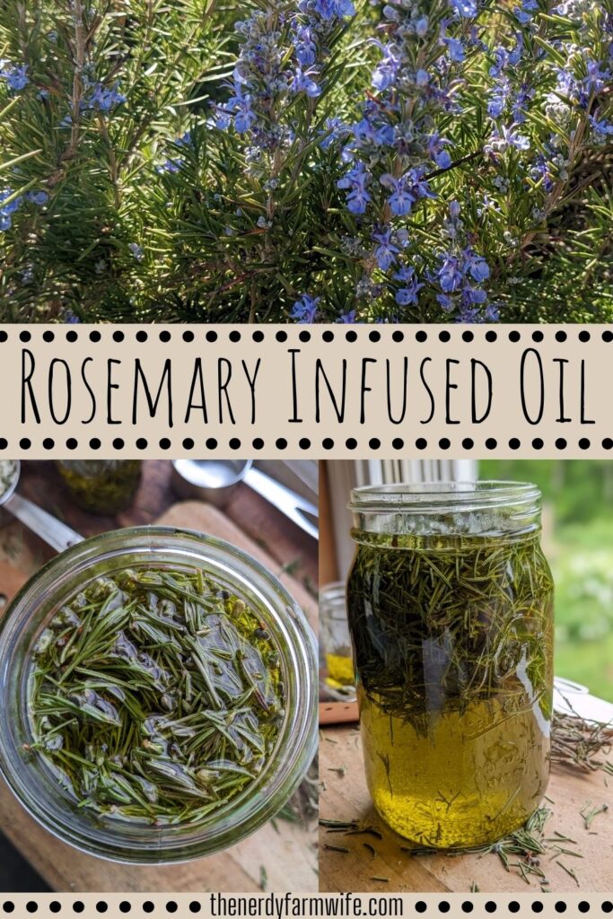 pinterest pin of rosemary infused oil. top image has flowering rosemary, while the bottom two images are of the rosemary oil.